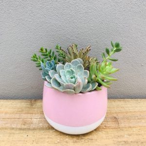 Pastel Pink Succulent Ceramic Pot