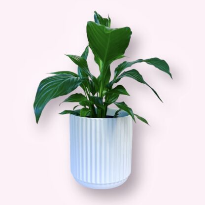 Peace Lily in a white ceramic pot