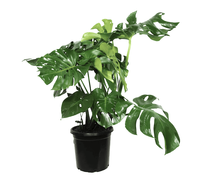 How to Care for a Monstera Plant, aka the Swiss Cheese Plant